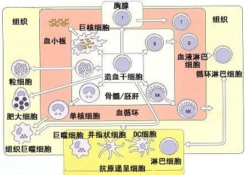 特异性免疫抗癌疗法